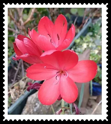 Garden Seeds  Flowers Sept/ Dec  Kaffir Lily Plant( Star Of Africa) 25+ Seeds. • £3