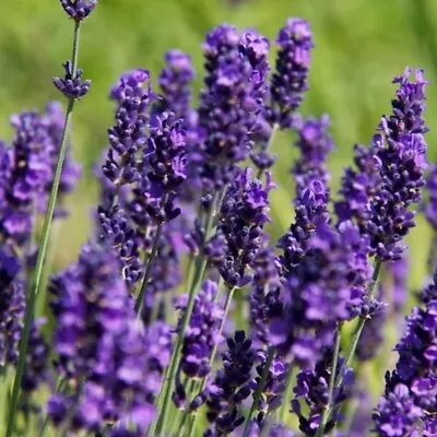 English Lavender Plug Plants Fragrant Hidcote Purple Flowers Perennial Pack Of 3 • £8.51