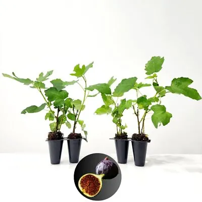 Fig Tree.  Set Of 4 Starter Plants. • $26.99