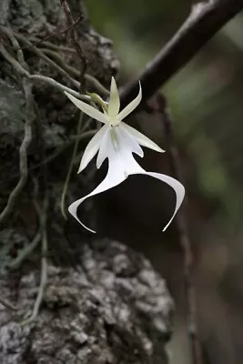 MINI FLASK/TUB GHOST ORCHID SPECIES Dendrophylax Lindenii 5-6 Plantlets • $115