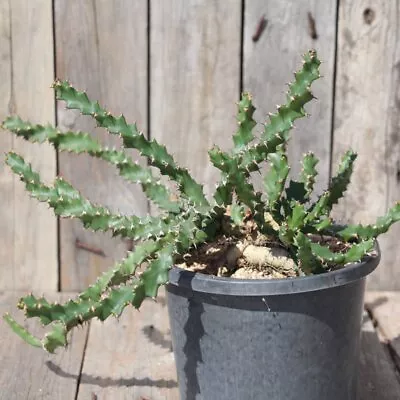 Euphorbia Squarrosa - Euphorbia Squarrosa - Live Plant - Waterwise - Free Ship • $27