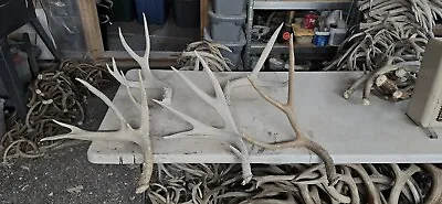 5 Big Mule Deer Set Antlers Sheds Horns Elk Moose Rack • $150