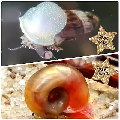 5x Pink Ramshorn Snails +2x🔥FREE🔥Trumpet Snails Tropical Aquarium Fish Tank • £6.99
