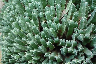 Euphorbia Resinifera • $72.90