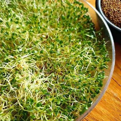 £2.99 • Buy Organic Alfalfa Sprouting Seeds Grow Sprouts Microgreens, Non-GMO, +Instruction 