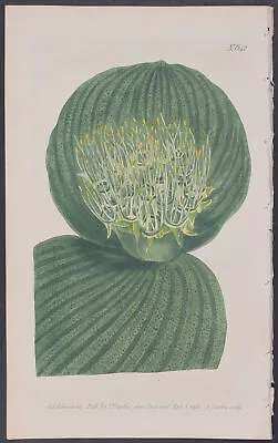 Curtis - Shagreen-Leaved Massonia. 642 - 1787-1800's The Botanical Magazine • $45