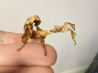 £25 • Buy 5 X Large Nymph! Macleays Spectre Stick Insect LIVEFOOD