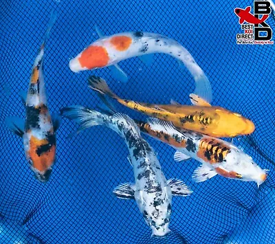 (5) 4-5  STANDARD FIN LOT Live Koi Fish Garden Pond OE • $75.99