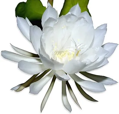 Rooted Live QUEEN OF THE NIGHT Blooming Epiphyllum Oxpetalum Orchid White • $26.99