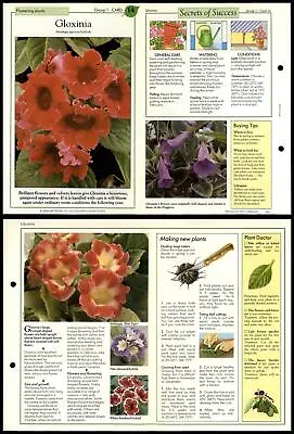 Gloxinia #14 Flowering Plants Success With House Plants 1990 Fold-Out Card • £0.99