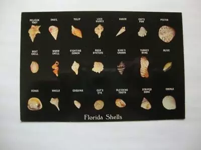 Railfans2 599) Postcard Some Florida Shells Cat's Paw Pectin Cockle Oysters • $2.95