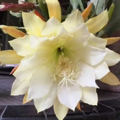 Epiphyllum Orchid Cactus ' CHi Chi’ • $9.99