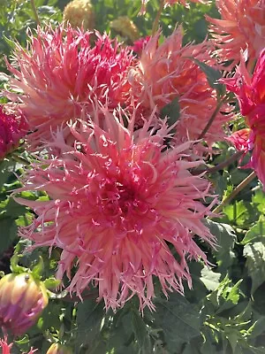 Five Mixed Dahlia Tubers (Cactus-shaped Flowers) Free UK Postage • £22.50