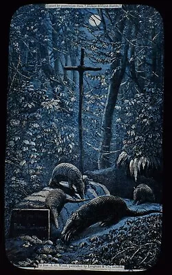 £15 • Buy Magic Lantern Slide GRAVE OF PEDRO RODRIGUEZ C1890 ILLUSTRATION EXPLORER AMAZON