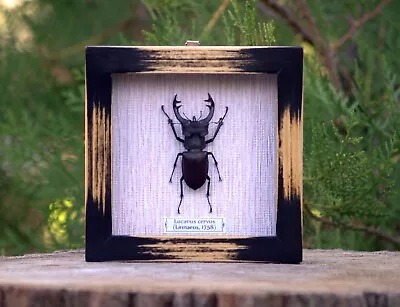 Lucanus Cervus. Beetle In A Wooden Frame Under Glass. Taxidermy. Kunstkamera. • $25