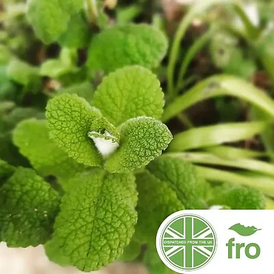 Organic - Egyptian Mint - Round Leaved -  900 Seeds - Fast Uk Dispatch ✅ • £2.25