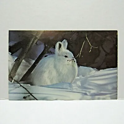 Postcard Vintage Snowshoe Hare Winter Time Animal Wildlife Nature Collectible • $2