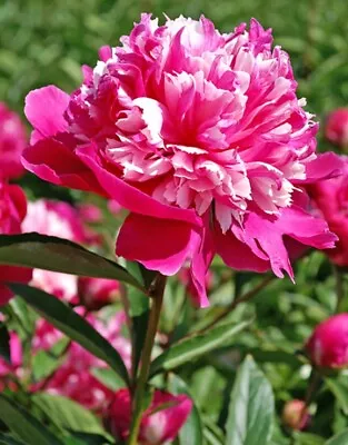 Garden Cottage Celebrity Peony Paeonia Flower Plant In 2L Pot • £19.99