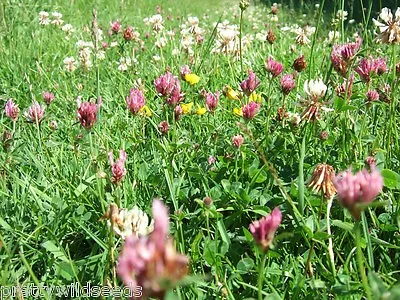COTTAGE MEADOW GARDEN ECO RED & WHITE CLOVER LAWN GRASS SEED Mix 78 • £8.99