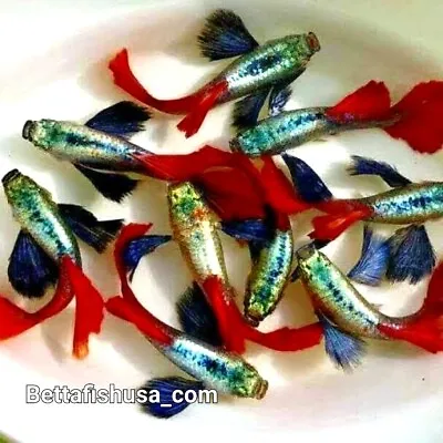 $19.95 • Buy 1 Pair Imported Live Guppy Fish High-quality Dumbo Halfmoon Red Tail USA SELLER
