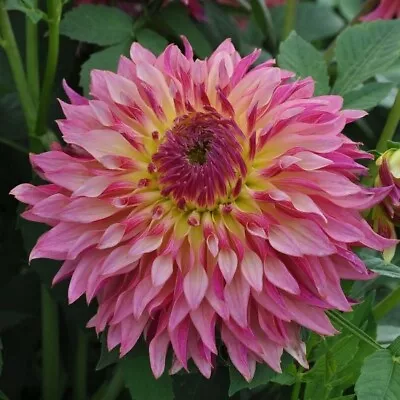 Dahlia Tubers 'Tom Pouce' • $16.50