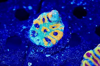 Rainbow Acan Enchinata Coral Frag - XL 1.5” FRAGS - WYSIWYG Beginner • $26.80