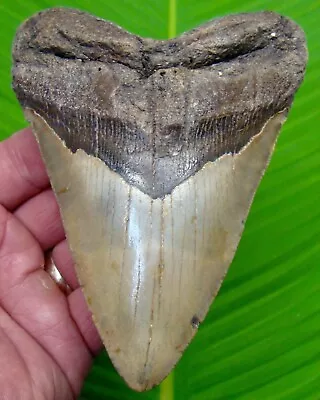 Megalodon Shark Tooth  - 5 & 3/8”  Good Quality - Real Fossil Megladone • $219