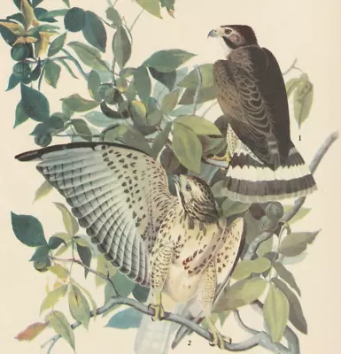 1942 Audubon Art Print 91 Broad-Winged Hawk. Vintage Bird Illustration. • $9.49
