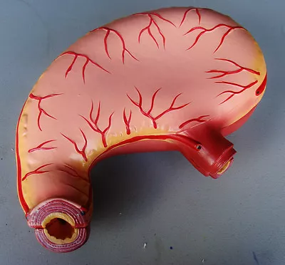 Model Anatomy | Stomach | 13  X 9  X 4  | 2 Pcs | IT-044 ARTMED • $54