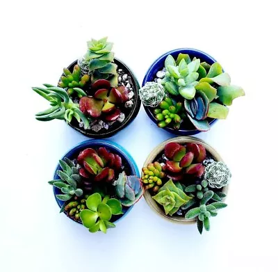 12 Tiny Mini Miniature Dollhouse Succulent Plant Starter • $12