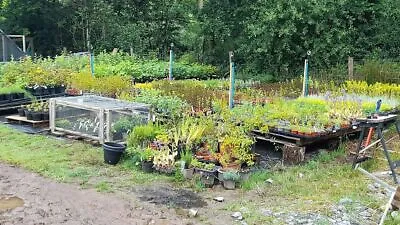 £3.50 • Buy Herb Plants 9cm Pots. Large Assortment (List 2) - Grown In Wales