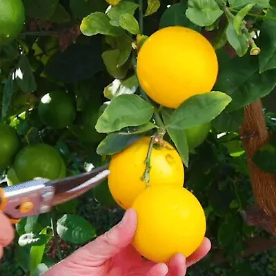 MEYER Lemon Great Size Setting Fruiting Now! Grafted... • $79.98