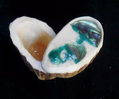 Abalone Shell Mushroom Stash Elk Antler Keepsake Box Cruelty Free Trinket Case • $26.50