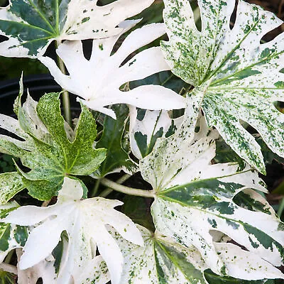 Fatsia Japoinca Spiders Web Japanese Aralia Evergreen Flowering Outdoor Shrub • £9.99