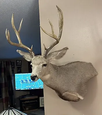 Nice Big Mule Deer Head Shoulder Mount Taxidermy Antler Buck Wide 21” • $375