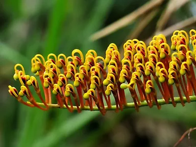 10 Heirloom Tropical Seeds-Silky Oak-Ornamental Or Bonsai Grevillea Robusta • $8.99