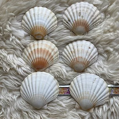 $9.95 • Buy Lot Of 6 Scallop Sea Shells Large 4-5” Beach Decor Craft Baking Serving