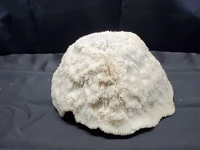 Large Natural White BRAIN CORAL Salt Water Fossil 10  X 5  • $71.20