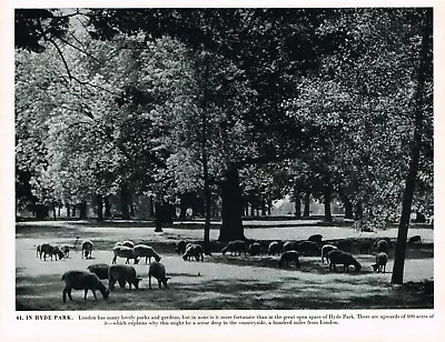 Sheep Grazing In Hyde Park London Vintage Picture Old Print 1951 CLPBOL1#61 • $4.34