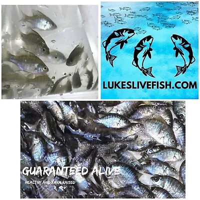 45+ Live Bluegill FishBream Sun Fish (SMALL) GUARANTEE ALIVE (FREE-Shipping) • $40.99