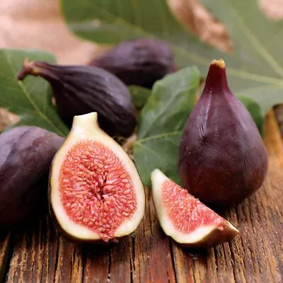 Violette De Bordeaux Fig - Ficus Carica - Live Well Rooted STARTER Plant • $22.50