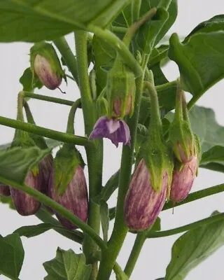 Aubergine Jewel Marble Seeds X 5 Compact Patio Plants Container Vegetable Garden • £2.50