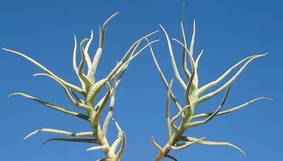 Lot Of 2 Paleacea Tillandsia Airplant Air Plant Oahu Hawaii Bromeliad • $0.99