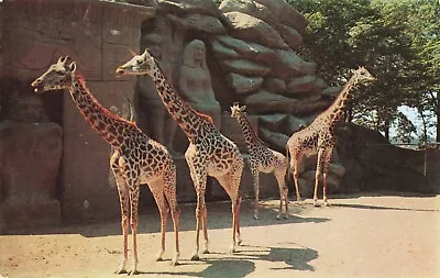 $4.99 • Buy Postcard Giraffes Zoological Park Zoo Detroit Michigan MI