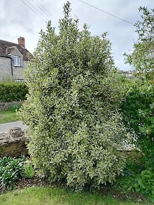 Elizabeth Pittosporum Tenuifollum Large Evergreen Mature Shrub • £25