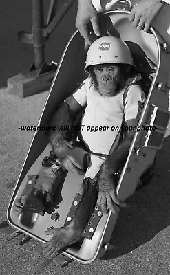 HAM The First Chimp In Space PHOTO Hominid Mercury-Redstone 2 Mission Flight • $4.38