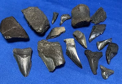 Fresh Out Of The Peace River Fl.  Lot Of (16) Fossil Megalodon Teeth And Verts • $19.99