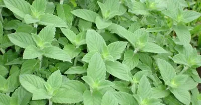 LEMON MINT HERB SEEDS/100/200/400/PLUS GIFT W/2* (#16B) • $1.50