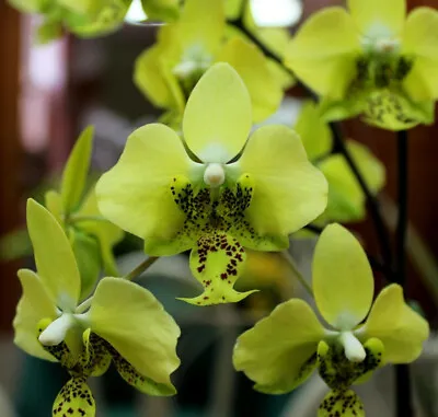 $69 • Buy MOS. Orchid Species Phalaenopsis Stuartiana Var. Nobilis