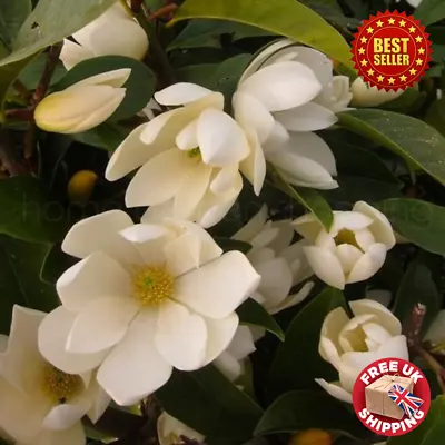 Magnolia Fairy Cream Blush Tulip Tree 1L Pot NEW Variety Garden Outdoor Plants • £34.86